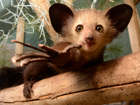 Here is an aye-aye, perhaps the strangest lemur of them all.